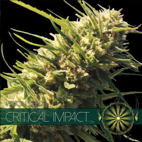 Vision Seeds - Critical Impact